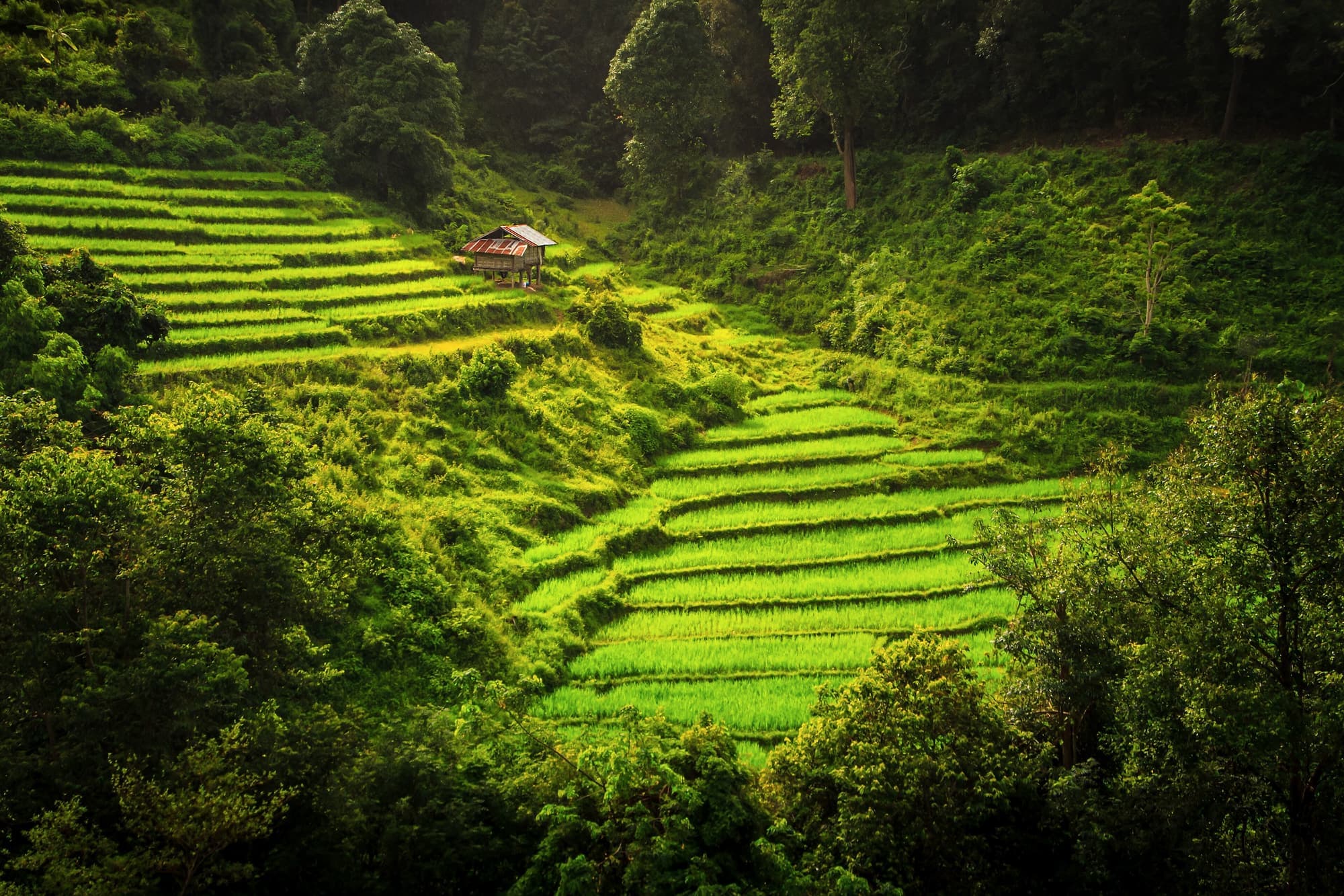 Bright green rice terraces at the Karen village of Mae Klang Luang