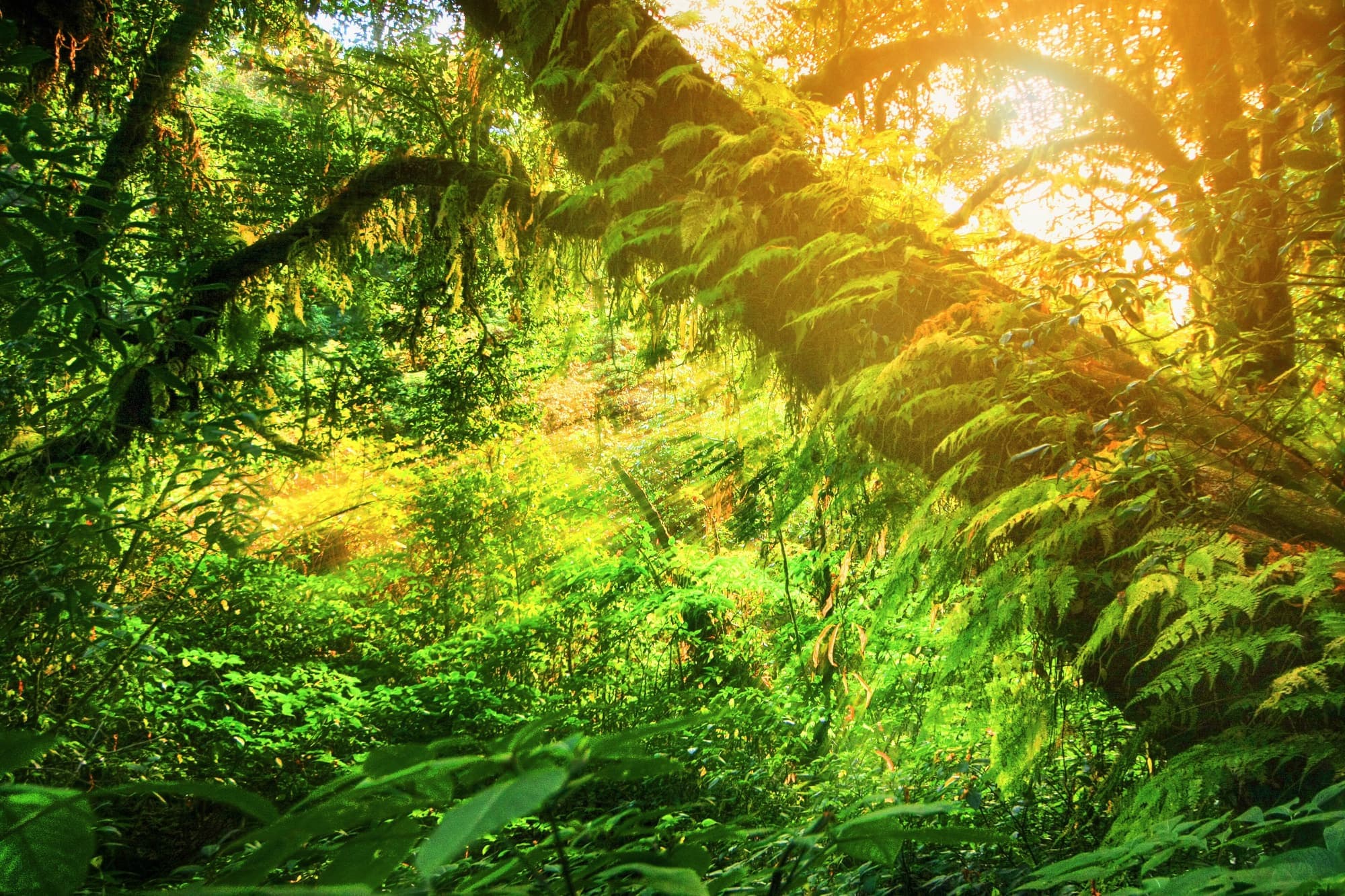 Sunlight filtering through moss-draped trees on the summit trail of Doi Inthanon