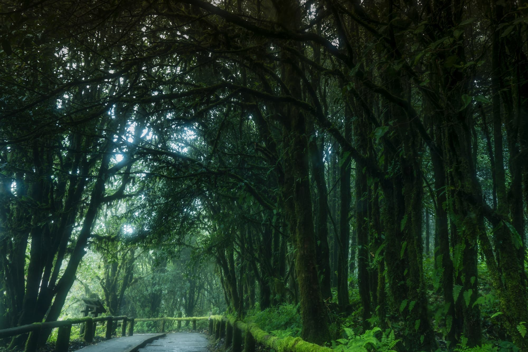 Wooden boardwalk through misty cloud forest near the summit of Doi Inthanon